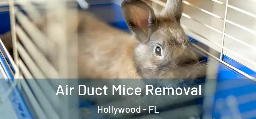 Air Duct Mice Removal Hollywood - FL